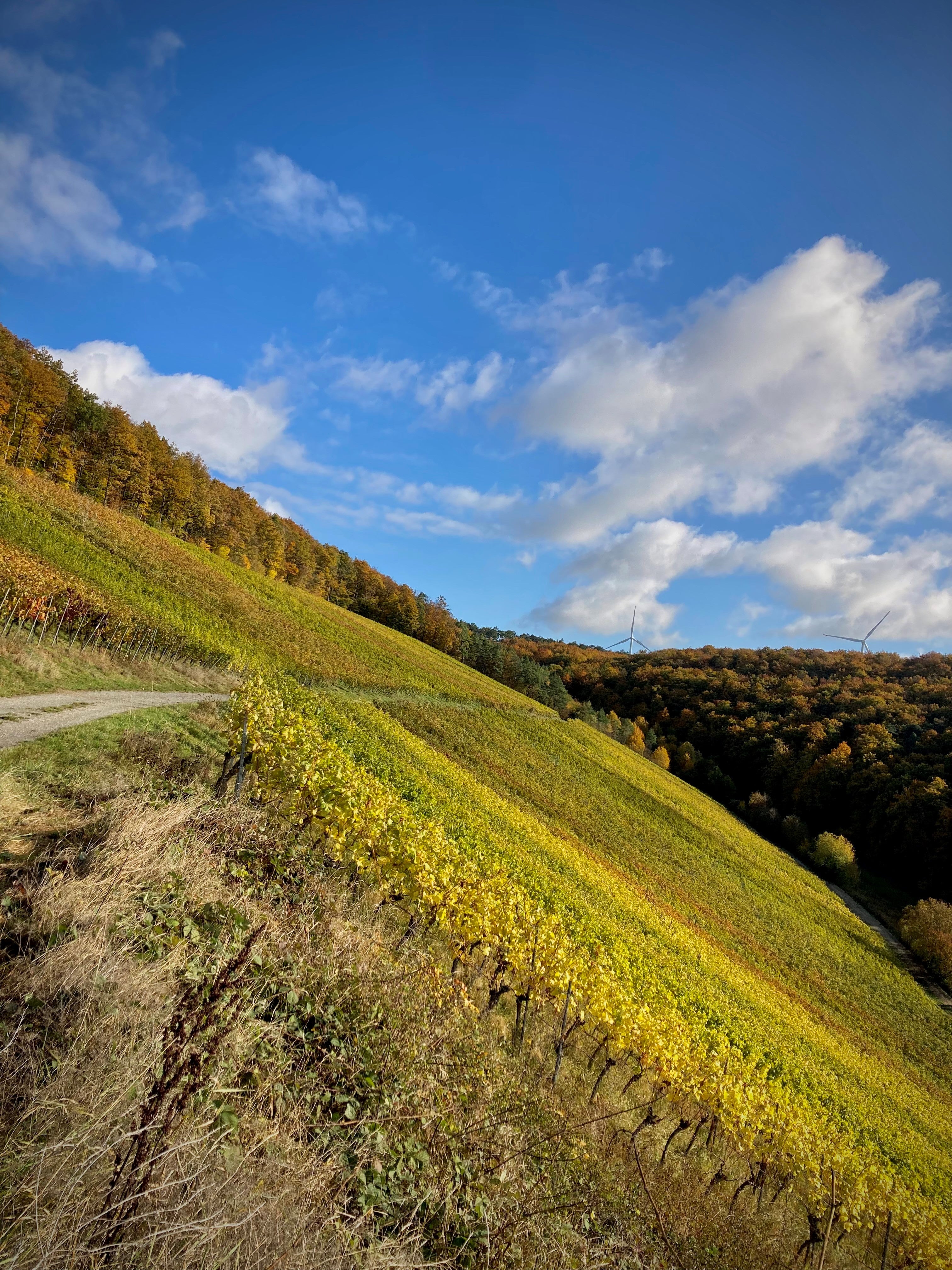 Herbst Weinwanderung - 05.09.2026 - 12 Uhr