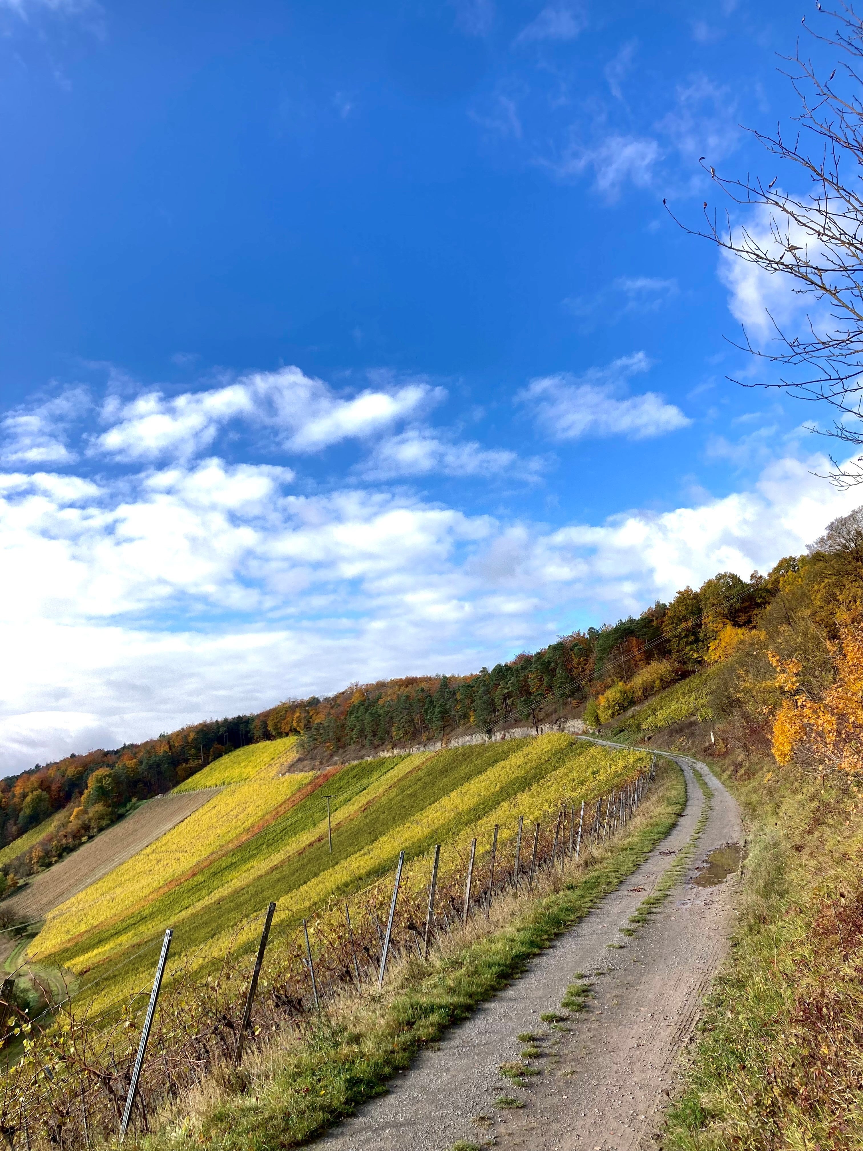 Herbst Weinwanderung - 05.09.2026 - 12 Uhr