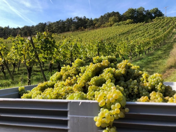Herbst Weinwanderung - 05.09.2026 - 12 Uhr